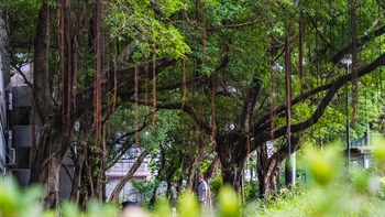 公園內的成年大樹氣根低垂，令公園增添天然祥和氣氛。